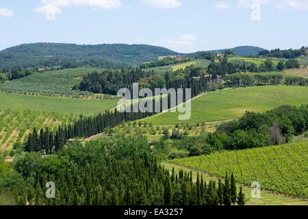 Vineyards and cypress trees, Chianti region, Tuscany, Italy, Europe Stock Photo