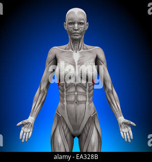 The anterior view of the muscles of the human forearm Stock Photo - Alamy