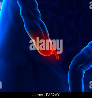 Appendix Stock Photo