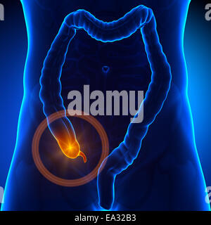 Appendix pain Stock Photo