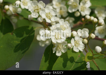 Showy cotoneaster Stock Photo