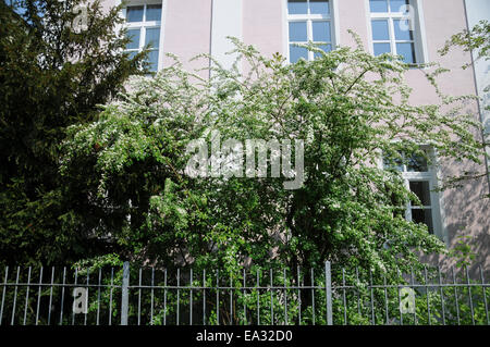 Showy cotoneaster Stock Photo