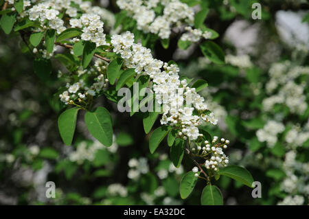 Showy cotoneaster Stock Photo
