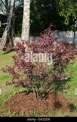 Dwarf redleaf cherryplum Stock Photo