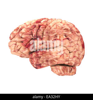 Anatomy Brain - Side View Isolated on White Stock Photo
