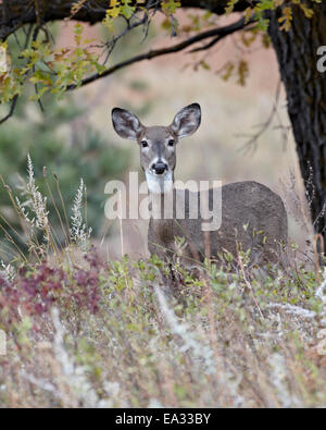 White-tailed deer (whitetail deer) (Virginia deer) (Odocoileus virginianus) doe, Custer State Park, South Dakota, USA Stock Photo