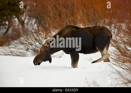 Bull Moose (Alces alces) without antlers in the snow, Grand Teton National Park, Wyoming, USA Stock Photo
