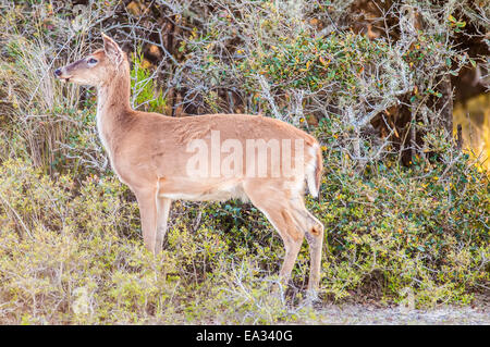 white tail deer bambi in the wild Stock Photo