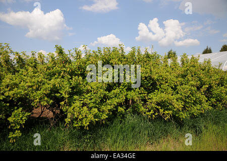 Red currants Stock Photo