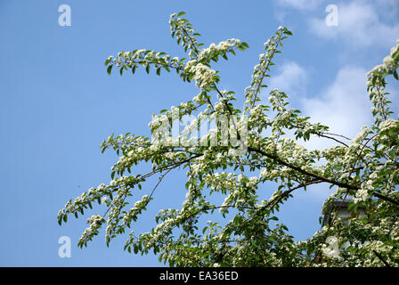 Showy cotoneaster Stock Photo