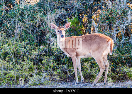 white tail deer bambi in the wild Stock Photo