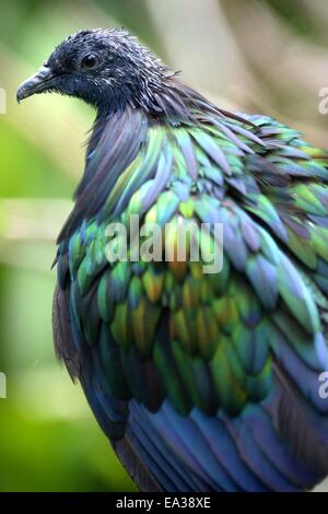 A close up shot of a Nicobar Pigeon Stock Photo