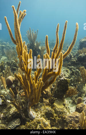 Yellow rope sponge Stock Photo