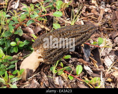 Black morels with pine bark mulch Stock Photo