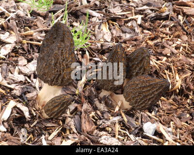 Black morels with pine bark mulch Stock Photo