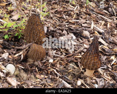 Black morels with pine bark mulch Stock Photo