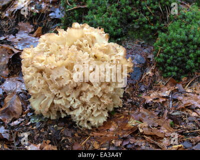cauliflower mushroom, sparassis crispa Stock Photo