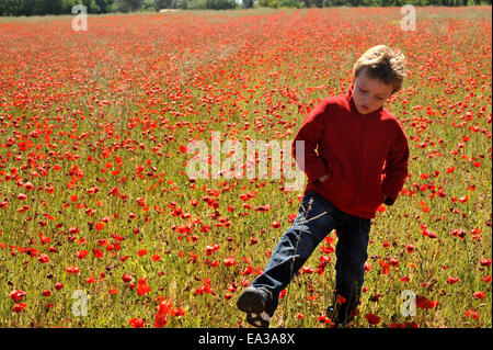 Boy in a poppy field in spring Stock Photo - Alamy