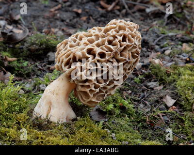 Common morel, morchella esculenta Stock Photo