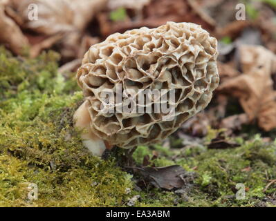 Common morel, morchella esculenta Stock Photo