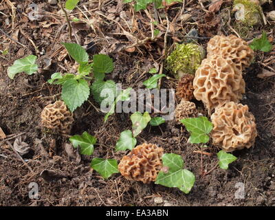 Common morel, Morchella esculenta Stock Photo