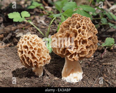 Common morel, Morchella esculenta Stock Photo