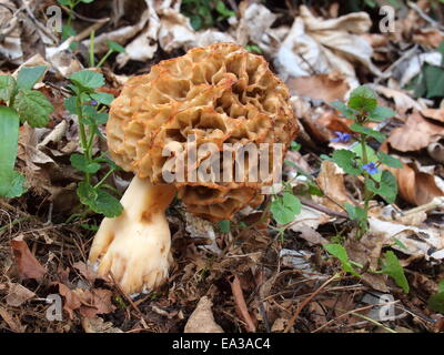 Common morel, Morchella esculenta Stock Photo