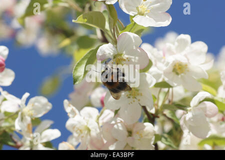 Apple blossoms Stock Photo