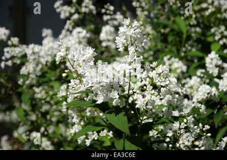 Slender deutzia Stock Photo