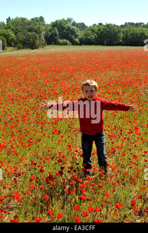 Boy in a poppy field in spring holding poppy Stock Photo - Alamy