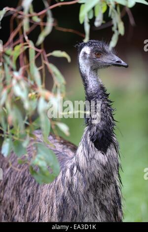 Emu Stock Photo