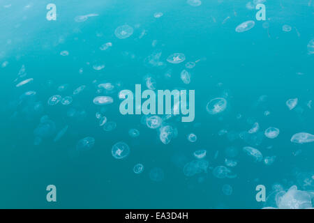 jellyfish in blue sea water