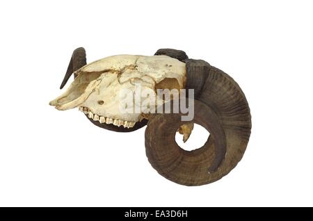 ram skull with big horn isolated on white background Stock Photo