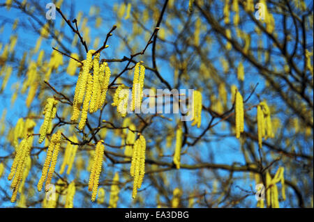 Pollen of alder allergy triggering Stock Photo