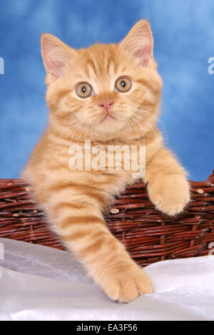 British Shorthair kitten in basket Stock Photo