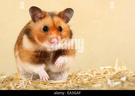 golden hamster Stock Photo