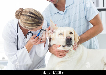 Veterinarian examining ear of dog with owner Stock Photo