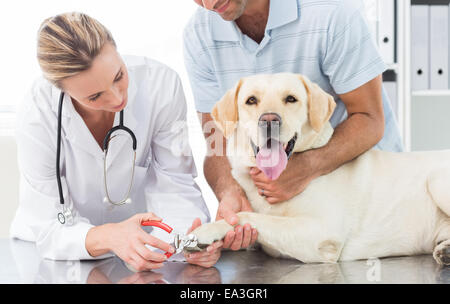 Dog getting claws trimmed by female vet Stock Photo