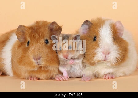 hamster and guinea pigs Stock Photo