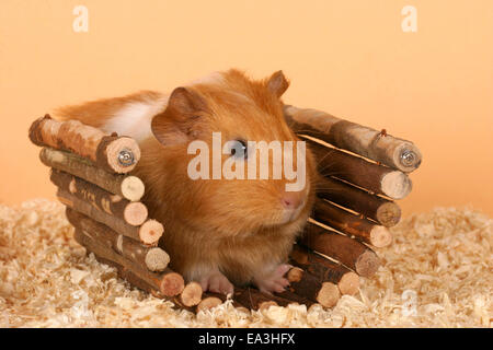 satin guinea pig Stock Photo