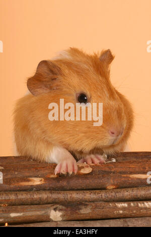 satin guinea pig Stock Photo