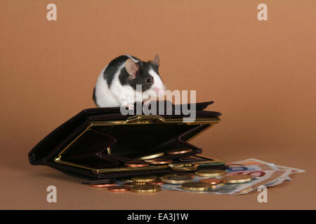 mouse Stock Photo