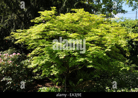 Japanese maple Stock Photo