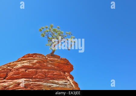 The famous Jumping Tree Stock Photo