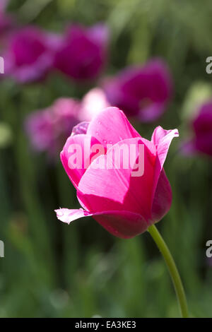 Pink tulips Stock Photo