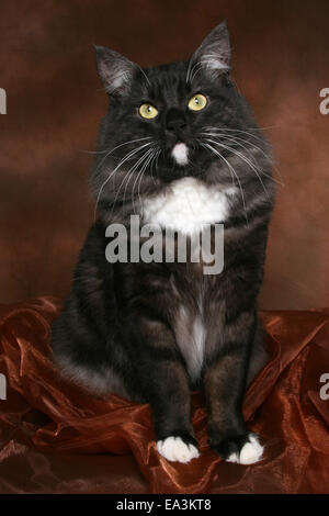 Norwegian Forest Cat Stock Photo
