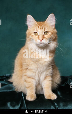 young norwegian forest cat Stock Photo
