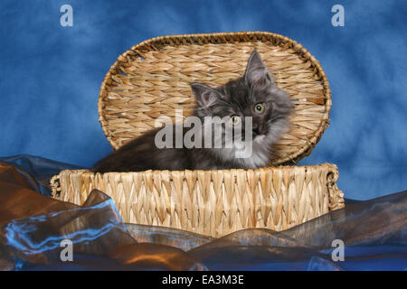 norwegian forest kitten Stock Photo