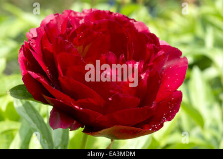 Red blooming garden peony