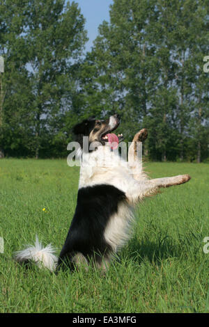 Border Collie sit up and beg Stock Photo